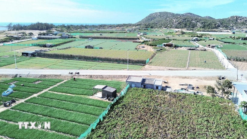 Khu vực đất sản xuất nằm trong vùng quy hoạch xây dựng dự án Nhà máy điện hạt nhân Ninh Thuận 2. (Ảnh: Nguyễn Thành/TTXVN)