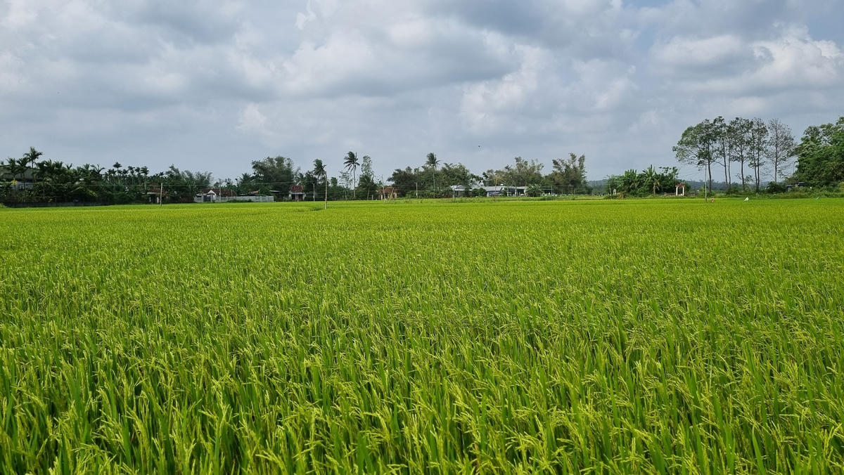 Một góc cánh đồng lúa của người dân Sơn Mỹ.