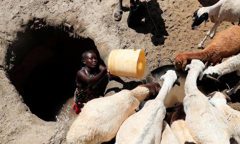 Cô Tina Ekiro từ cộng đồng mục vụ Turkana, nơi bị ảnh hưởng bởi hạn hán ngày càng trầm trọng do mất mùa mưa, cho cừu uống nước từ một cái giếng lộ thiên đào trên lòng sông khô cạn ở làng Loyoro của Kalokol ở Turkana, Kenya.