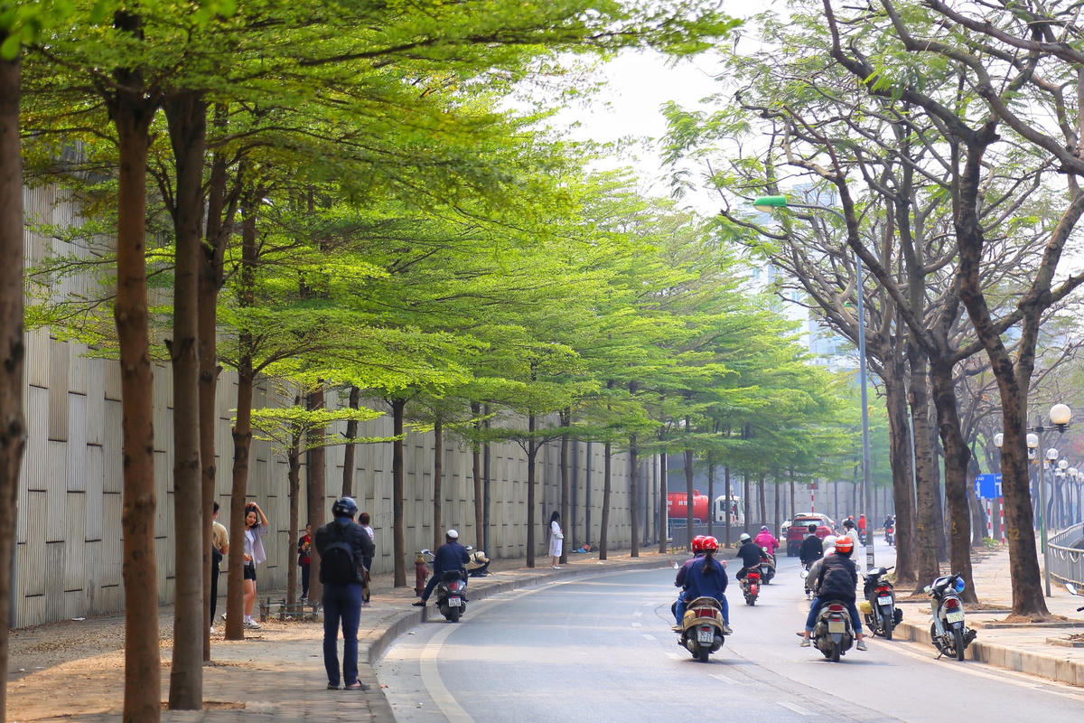 Những ngày đầu tháng 3, hàng cây bàng lá nhỏ xanh mướt mát được trồng ven sông Tô Lịch đoạn đường Bưởi khiến nhiều người mê mẩn.