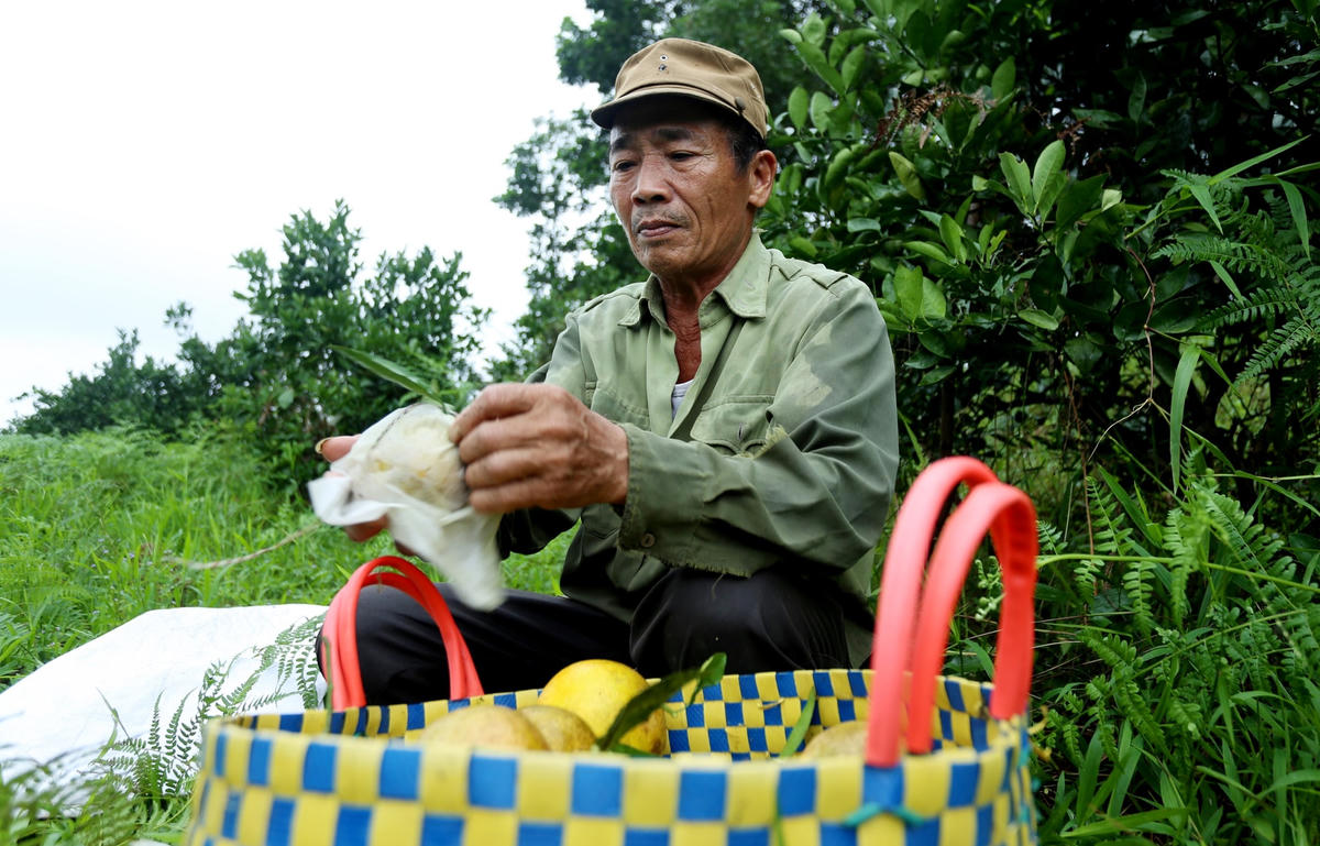 Theo nhiều người dân địa phương chia sẻ, việc chăm cây cam không tốn nhiều chi phí nhưng phải cẩn thận, tỉ mẩn. Từng quả cam được bọc trong bao giấy màu trắng để tránh côn trùng phá hoại...