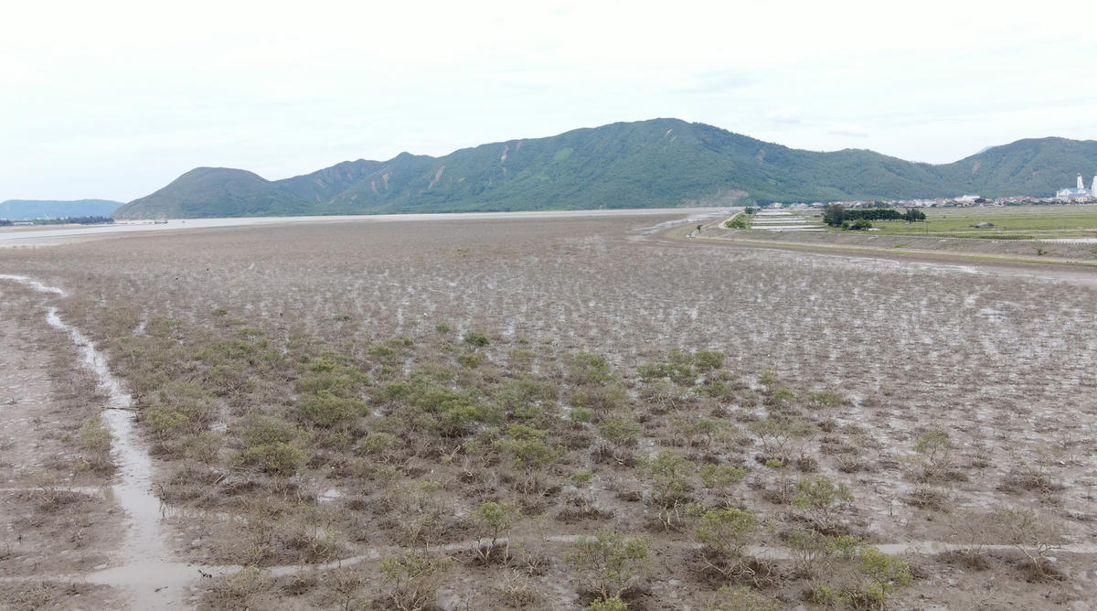 Hiện tượng cây rừng ngập mặn bắt đầu chết từ năm 2021.
