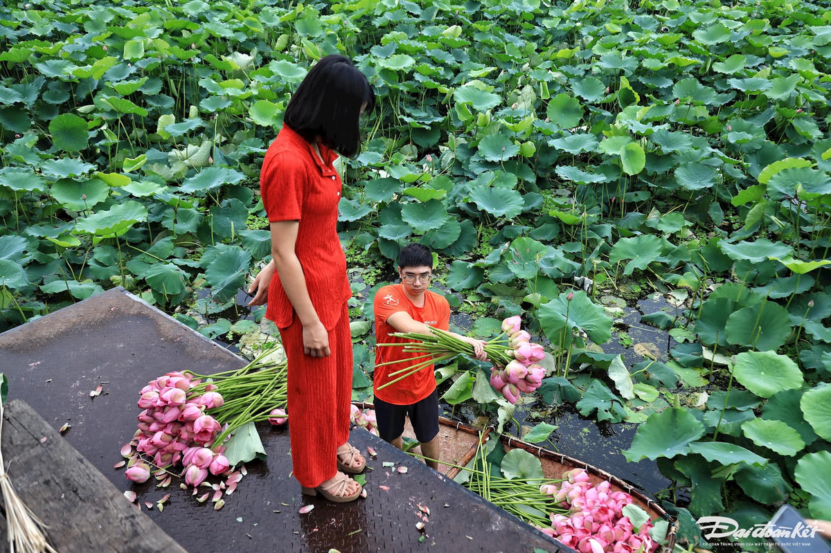sen_bach_diep_ho_tay-le-khanh8.jpg