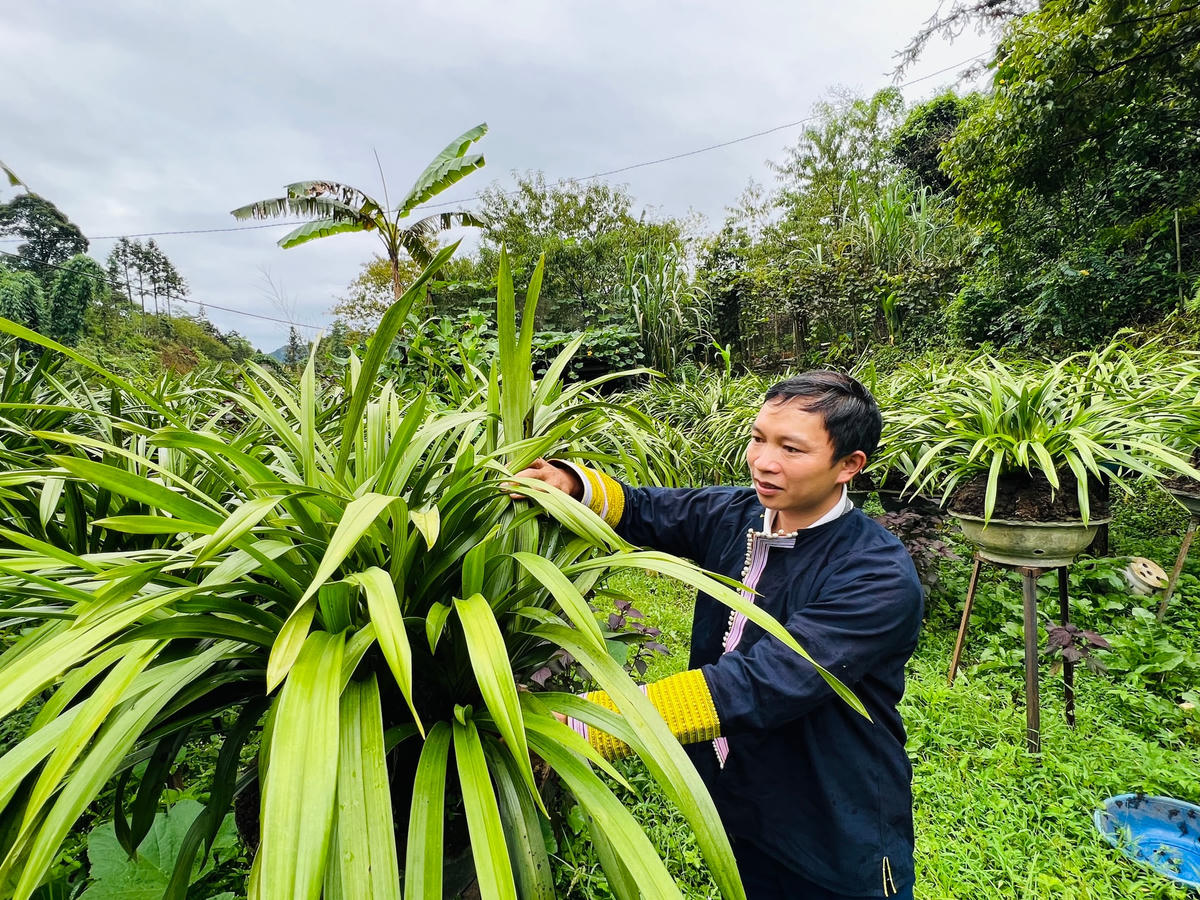 Anh Lý Lão Tả trồng lan và hướng dẫn, hỗ trợ người dân Tả Phìn làm ăn, có thu nhập ổn định cuộc sống.