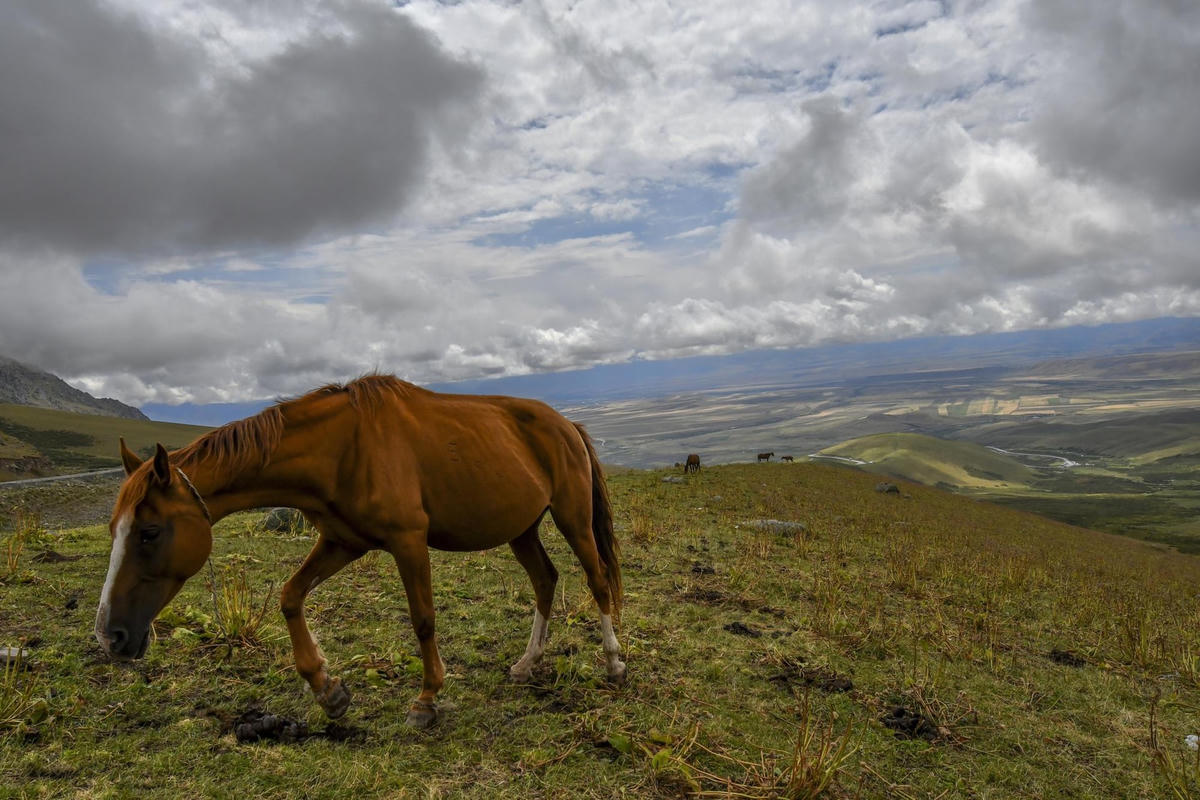 [ẢNH] Không bỏ lỡ cơ hội thưởng thức rượu sữa ngựa ở Kyrgyzstan