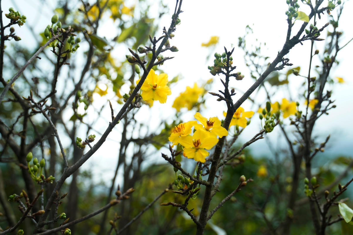 Còn hơn một tháng nữa mới đến dịp Tết Nguyên Đán, một số vườn có hiện tượng hoa nở sớm khiến người trồng mai thấp thỏm lo mất Tết.