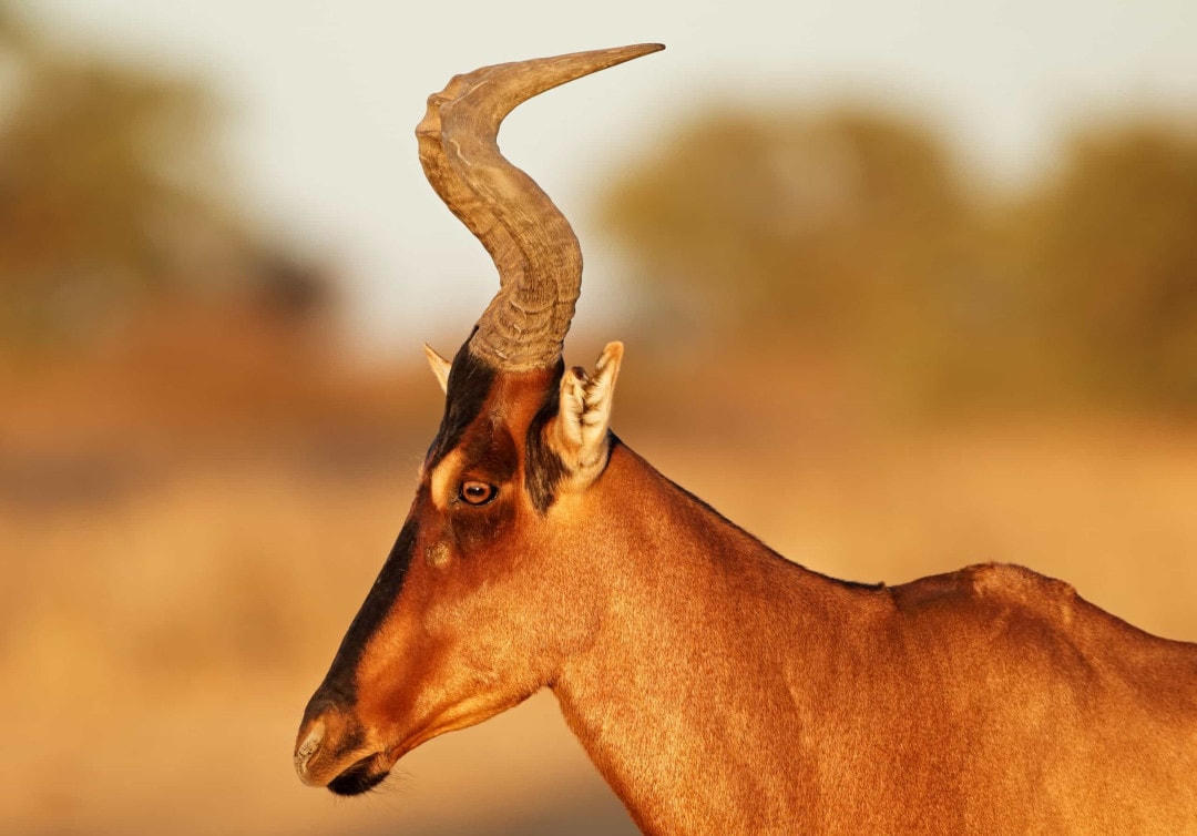 [Ảnh] Những chiếc sừng và gạc ấn tượng trong vương quốc động vật