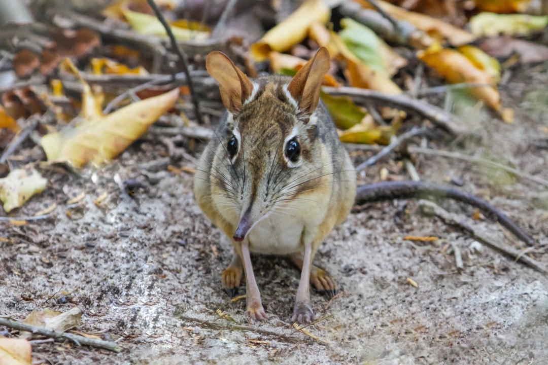 Những loài động vật có thể thụ phấn