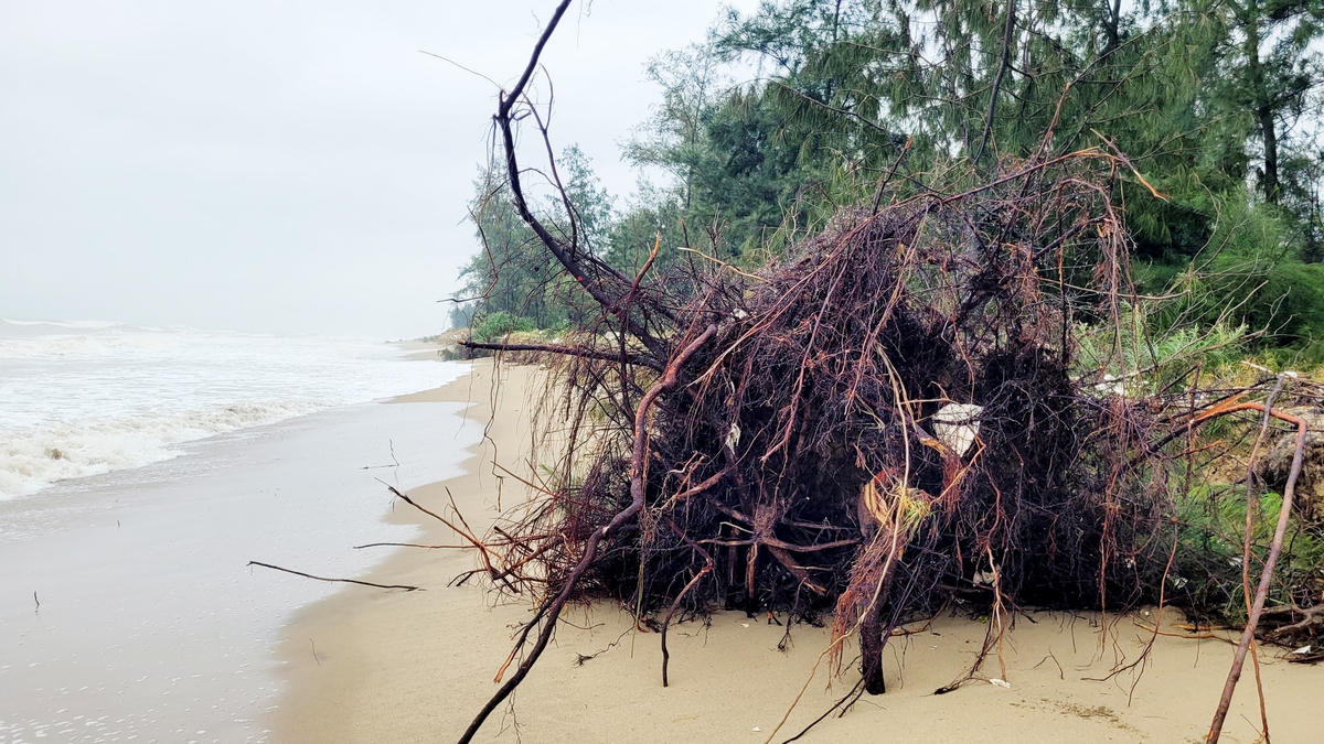 Khu vực rừng phòng hộ cũng bị sóng biển đánh sạt lở, khiến hàng trăm cây phi lao có bán kính 20cm bị bật gốc.