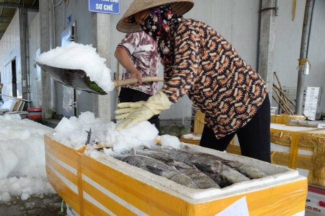 Tỷ lệ sản lượng hải sản đánh bắt được giám ở Nam Định vẫn còn rất thấp.