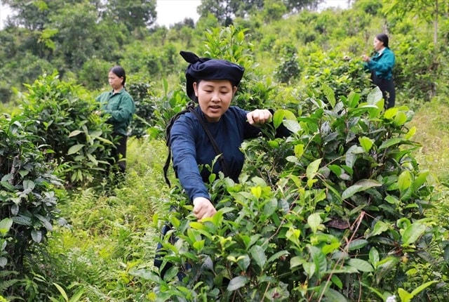 Nhiều mô hình kinh tế tại địa bàn tỉnh Bắc Kạn phát huy hiệu quả, giúp đồng bào DTTS thoát nghèo bền vững.