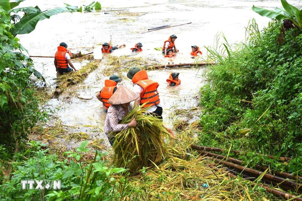 Cán bộ, chiến sỹ Bộ Chỉ huy Quân sự tỉnh Hà Giang giúp nhân dân thu hoạch hoa màu bị ngập sâu trong nước. (Ảnh: Quốc Hoàn/TTXVN phát) ttxvn_1006_ha giang lu cuon (2).jpg