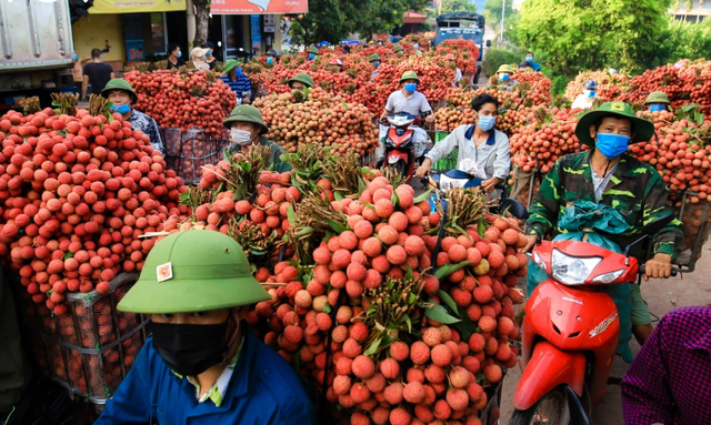 Bắc Giang đang vào vụ thu hoạch vải.
