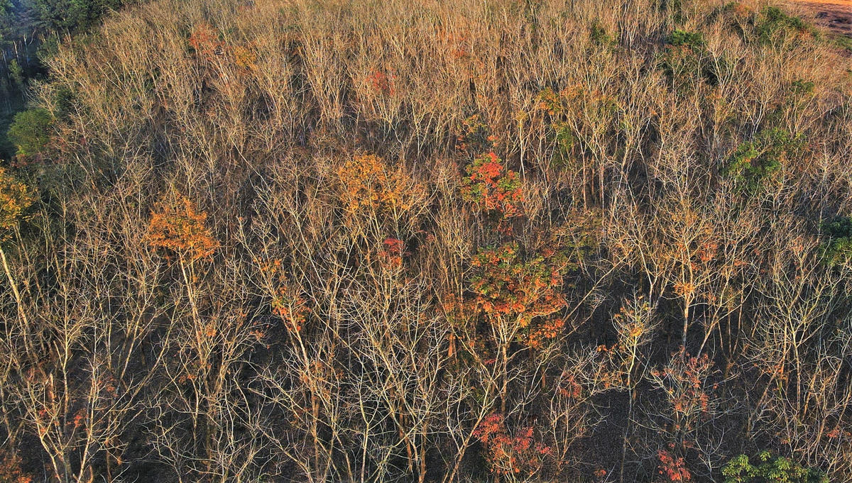 Cao su ở đây được trồng dày, rộng lớn, vào thời khắc giao mùa, lá cây chuyển từ sang màu vàng, đỏ và rụng xuống mặt đất khi có những cơn gió nhẹ lướt qua.