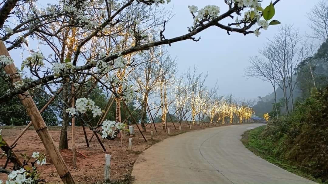 Tuyến đường hoa lê đang bung nở trắng muốt, dài trên 6 km được Tổ chức Kỷ lục Việt Nam (VietKings) công bố, xác nhận kỷ lục "Tuyến đường hoa lê dài nhất Việt Nam".