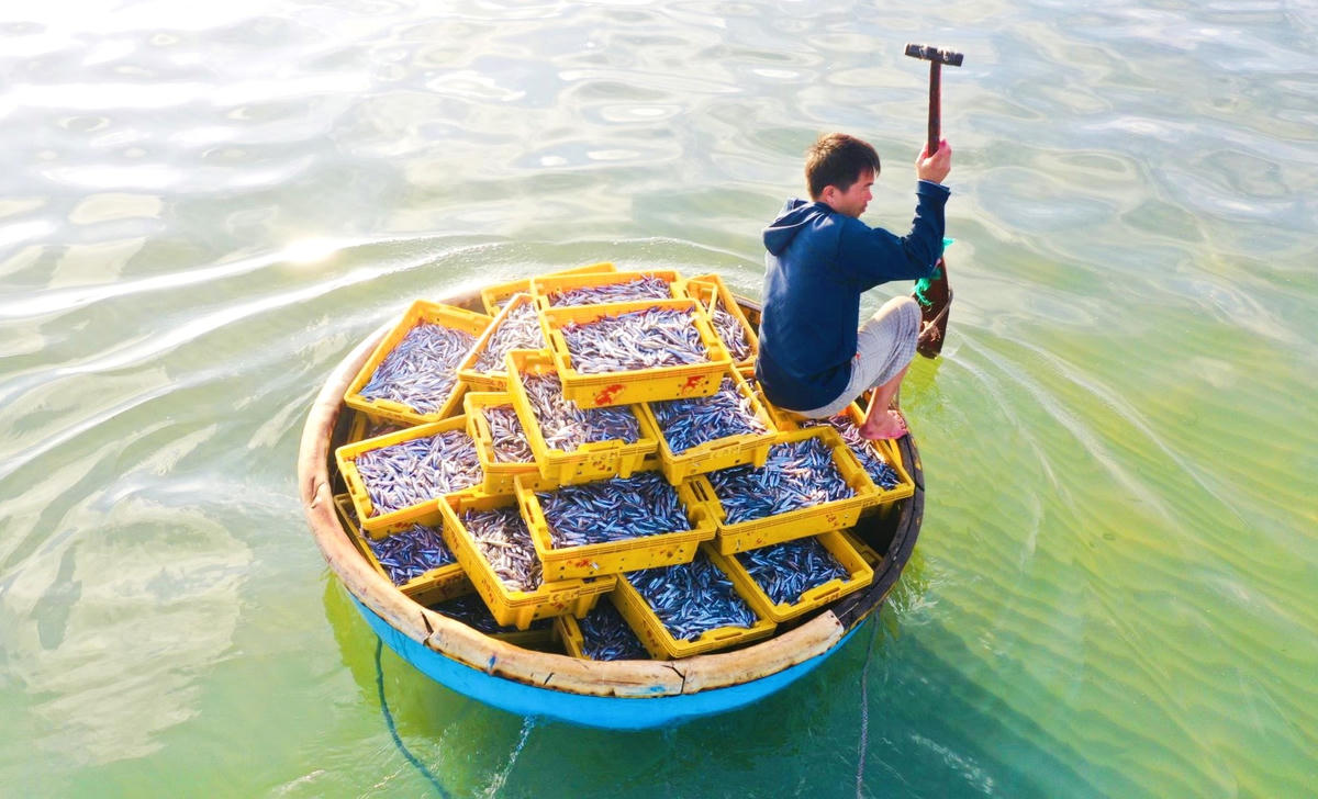 Những sọt cá cơm tươi rói ngư dân đưa vào bờ.