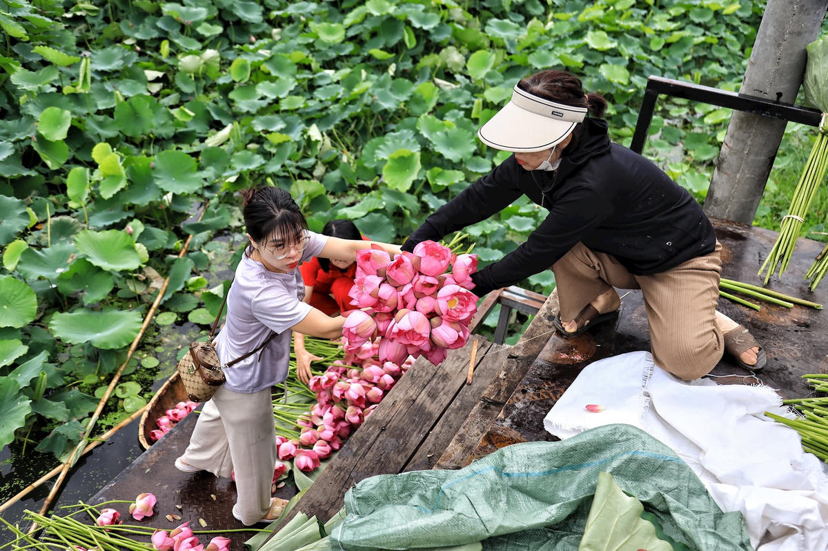 sen_bach_diep_ho_tay-le-khanh18-acbbb1b093edb83601a4a3862458d78f.jpg