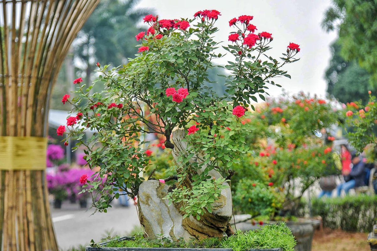 Hoa hồng được lựa chọn là loài hoa chủ đạo cho lễ hội này.