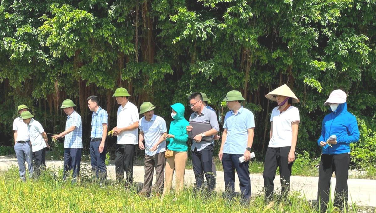 Đoàn kiểm tra liên ngành đánh giá năng suất lúa tại huyện Bình Giang. (Nguồn: Báo Hải Dương)