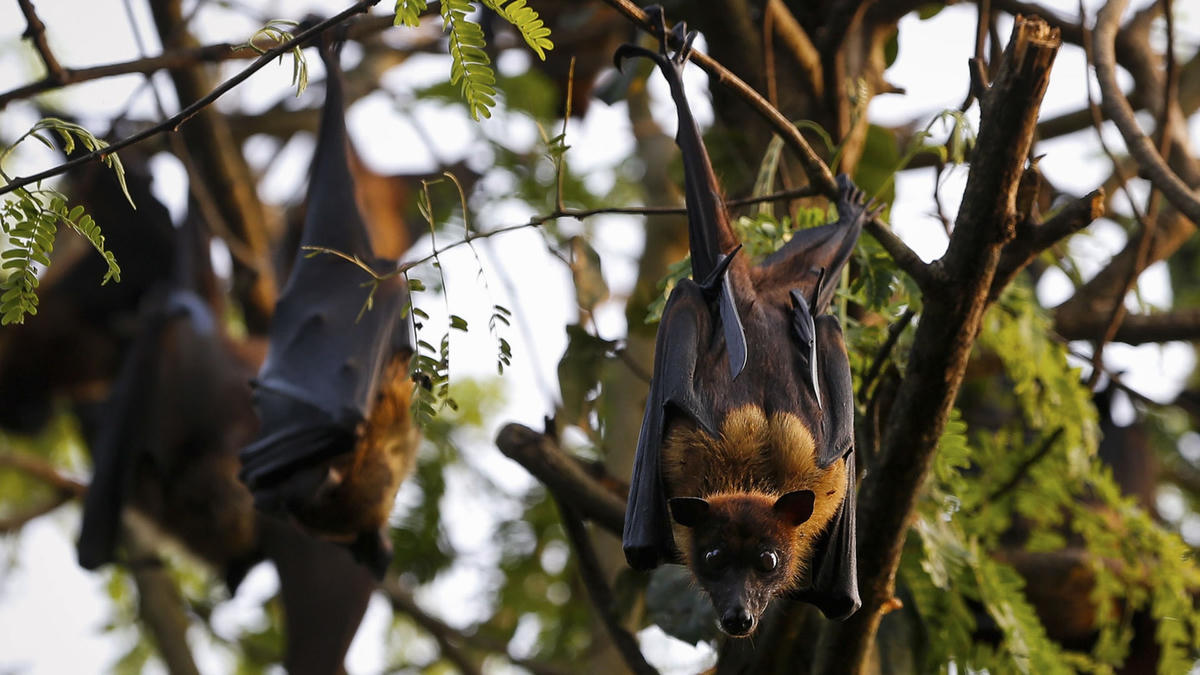 Loài dơi được cho là vật chủ phát tán virus Nipah. Ảnh: Reuters.