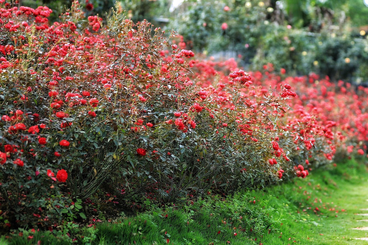 Với hơn 300 giống hồng ngoại, hơn 10.000 cây được trồng là vườn hồng của chị Thủy nằm trên ngọn đồi thuộc xã Hòa Thạch , huyện Quốc Oai hiện đang khoe sắc rực rỡ.