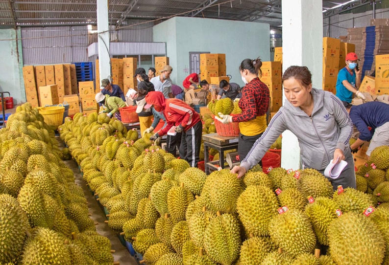 Xuất khẩu sầu riêng dự báo sẽ đạt 1 tỷ USD trong năm nay.