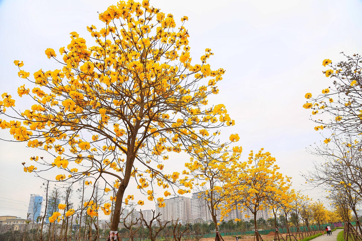 Cây phong linh nở hoa vào mùa xuân từ tháng 2 đến tháng 5, khi nở, những chùm hoa đẹp phủ khắp tán cành, nối tiếp nhau mang tới vẻ đẹp khiến nhiều người say đắm.