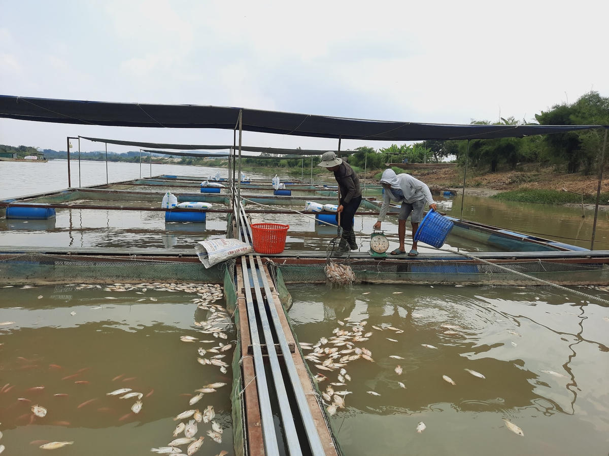 Người dân đang vớt cá chết đảm bảo vệ sinh môi trường. 