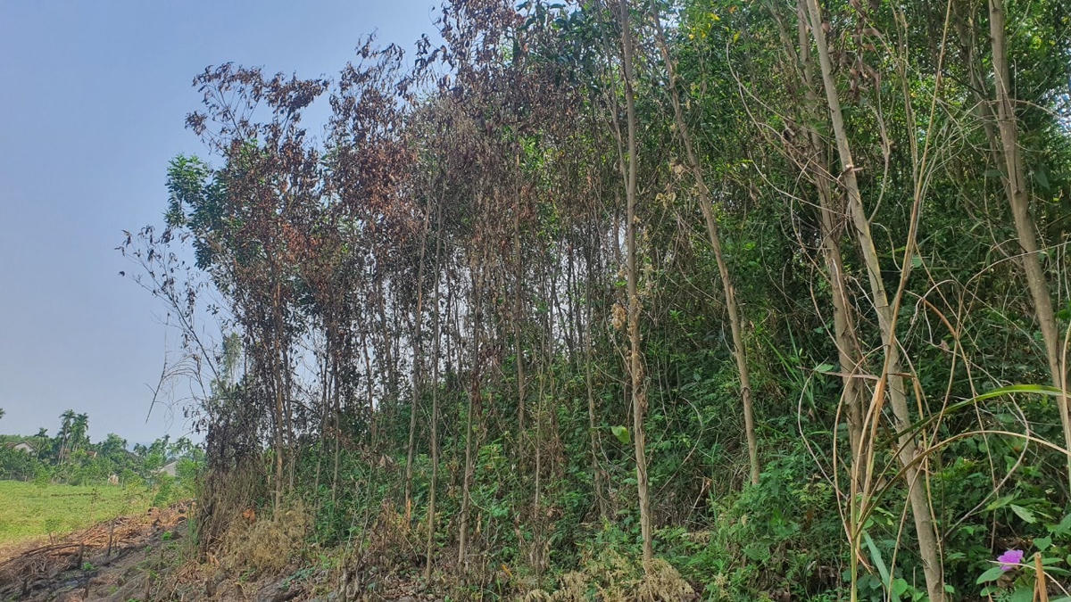 Người dân lo lắng khi cây keo bị chết khô trên diện tích rộng.