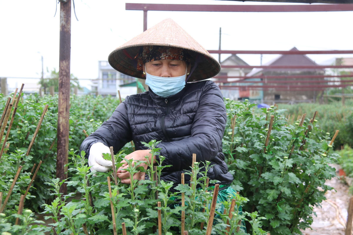 Cùng với đó, người dân sẽ tỉa, cắt bỏ những nụ hoa nhỏ để tập trung chất nuôi dưỡng bông hoa chính.