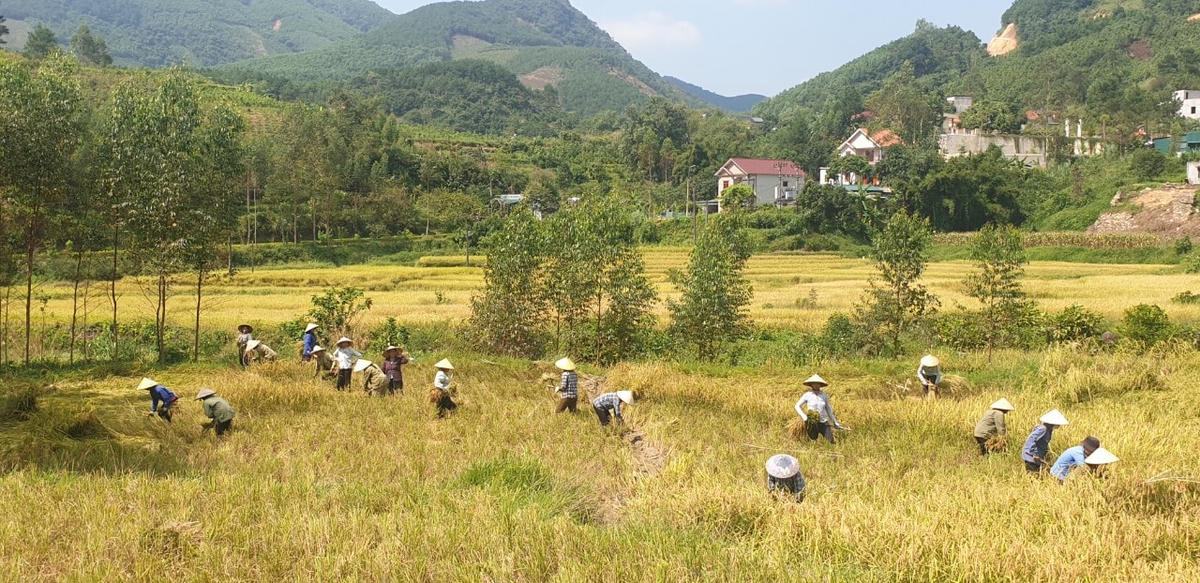 Từng tốp khoảng 20 người đến tập trung gặt ở 1 thửa ruộng.
