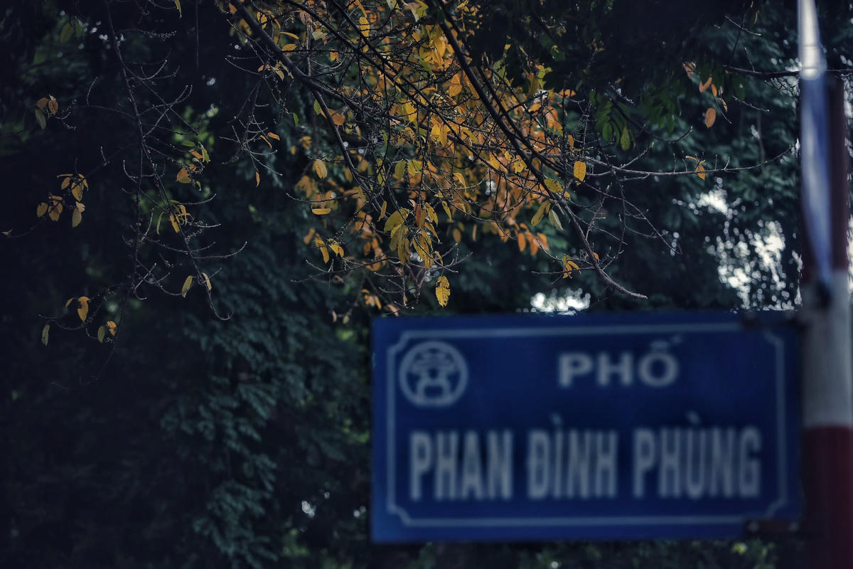 Đoạn đường cây thay lá dài khoảng 500 m từ Vườn Bách Thảo đến đường Phan Đình Phùng (quận Ba Đình, Hà Nội). 