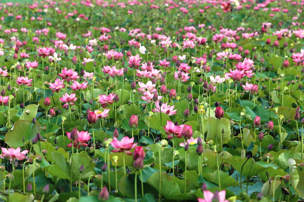 Những bông hoa sen đang chuẩn bị tỏa hương sắc.