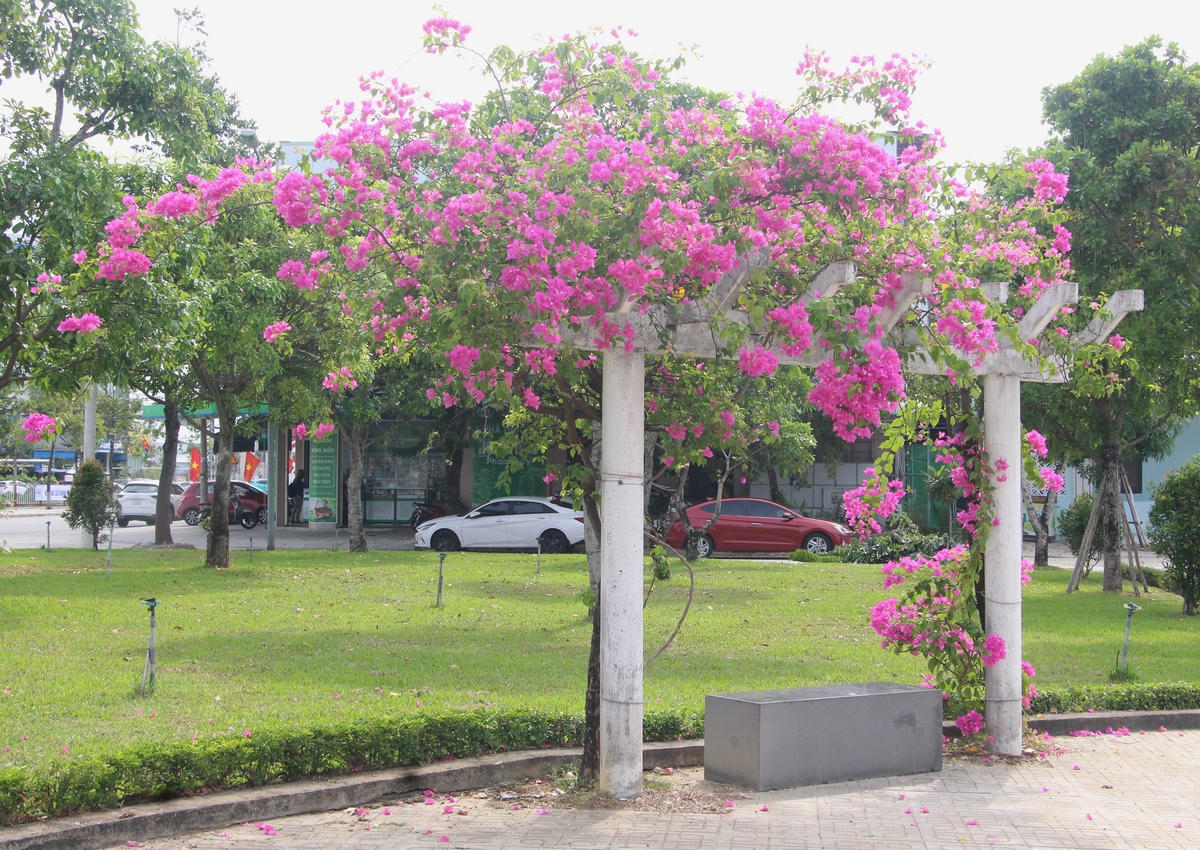 Dưới ghế đá ở bờ Hồ Nguyễn Du hoa giấy nở đỏ rực.