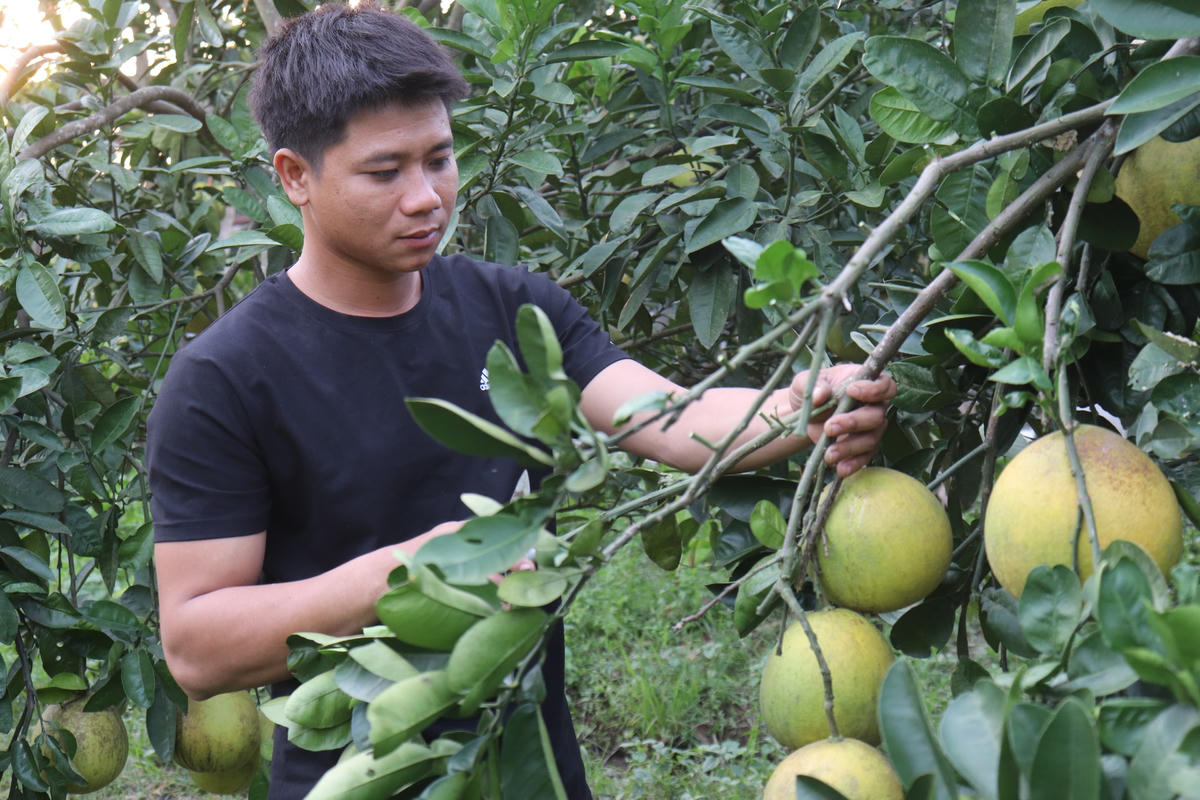 Vào dip cuối năm, trang trại của anh Phước xuất rất nhiều bưởi ra thị trường.