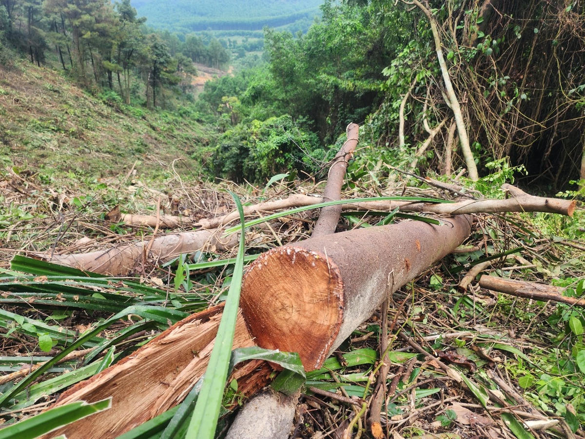 Hạt Kiểm lâm Cẩm Xuyên xác định có khoảng 0,4 ha rừng bị xẻ phát, lấn chiếm.