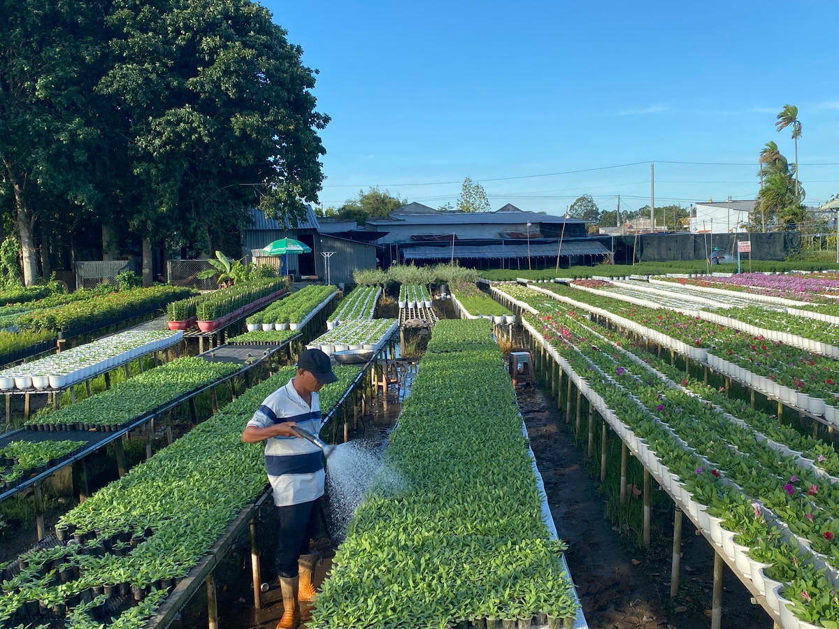 Nông dân miền Tây xuống giống vụ hoa Tết Giáp Thìn.