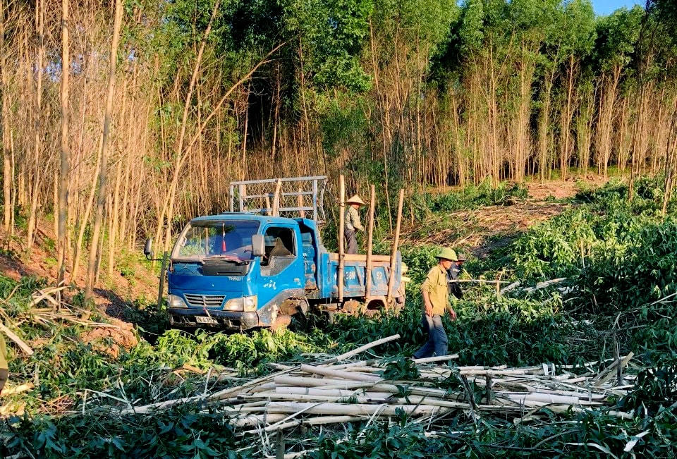 Keo nếu bán vào thời điểm này sẽ thiệt thòi, nhưng người dân cũng phải bán bởi để lâu keo sẽ bị mốc, khô nước, nên càng hao hụt.