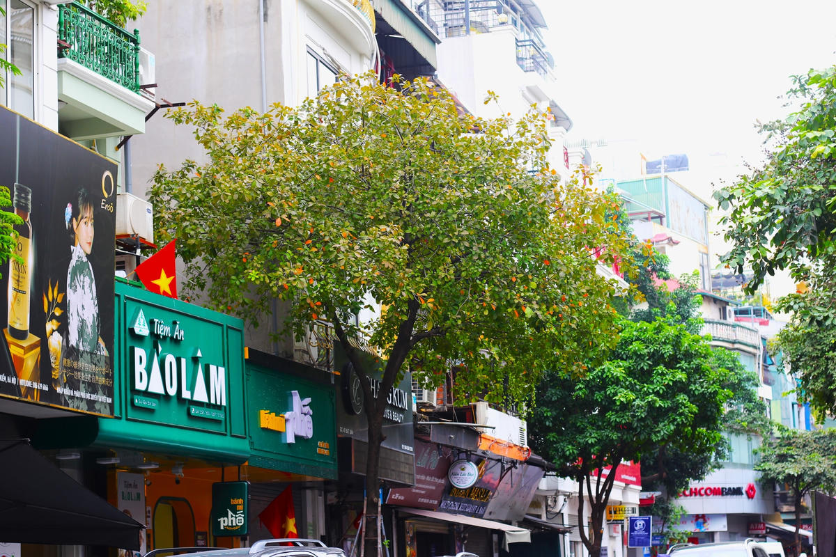 Mùa thu, trên từng con phố, cây cối ngả vàng. Những rặng lá vàng rủ trên nền trời xanh trong vắt. Đây cũng là mùa đẹp nhất trong năm đối với người dân Thủ đô. 