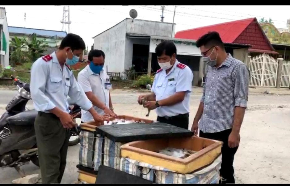 Thanh tra Sở NN&PTNT tỉnh Bạc Liêu kiểm tra tôm chứa tạp chất bị thu giữ.