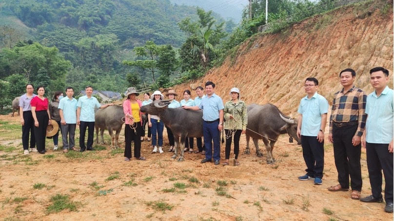 Ủy ban MTTQ TP Lào Cai trao hỗ trợ trâu sinh sản cho hộ nghèo xã Thống Nhất.
