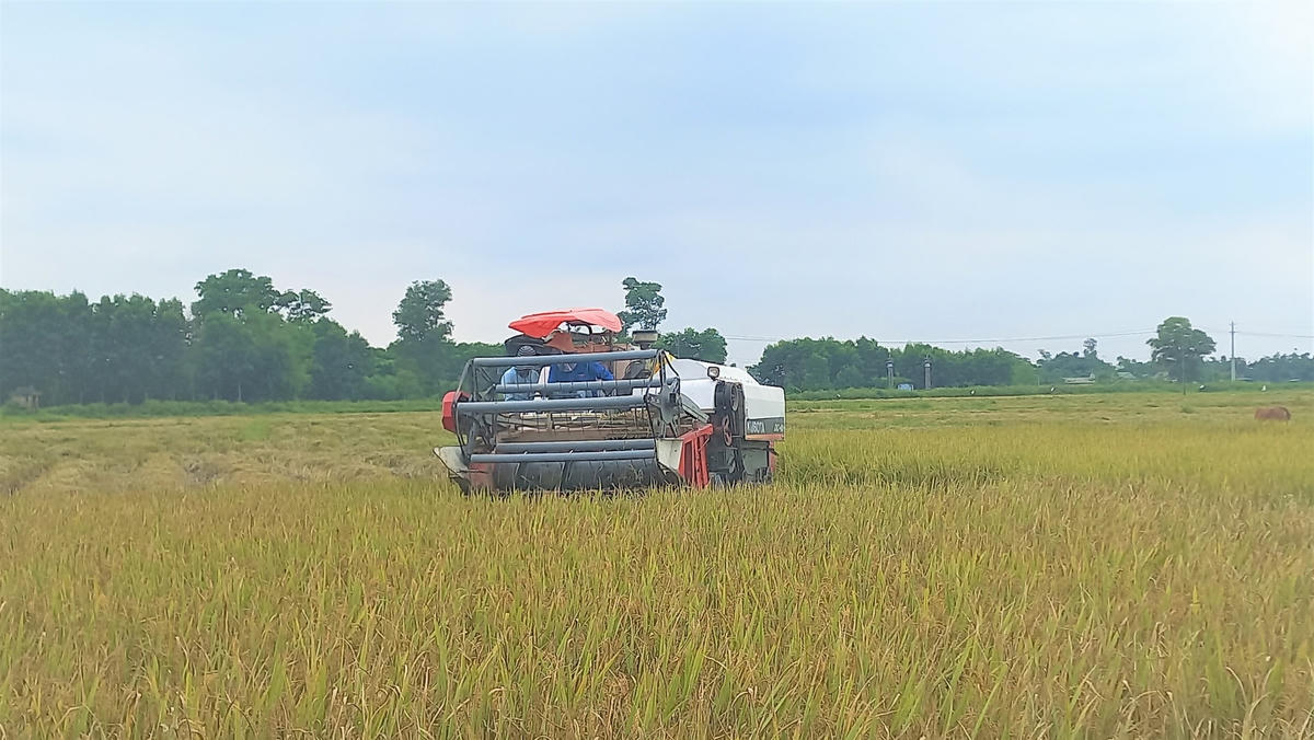 Có thể bù đắp phần nào thiệt hại vụ đông xuân 2021 - 2022, tuy nhiên, niềm vui của người trồng lúa vụ hè thu 2022 không thực sự trọn vẹn.