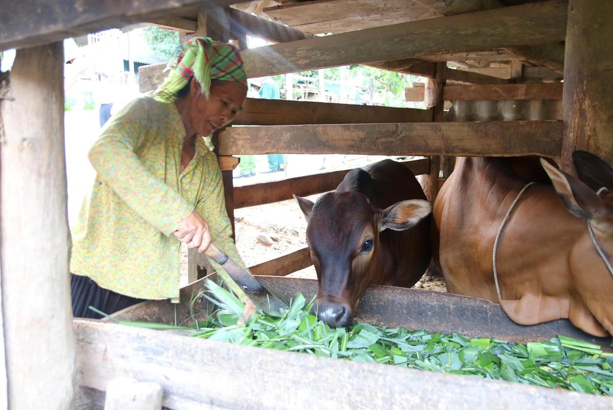 Người dân xã Yên Lâm (huyện Hàm Yên, tỉnh Tuyên Quang) đẩy mạnh chăn nuôi, phát triển kinh tế hộ gia đình.