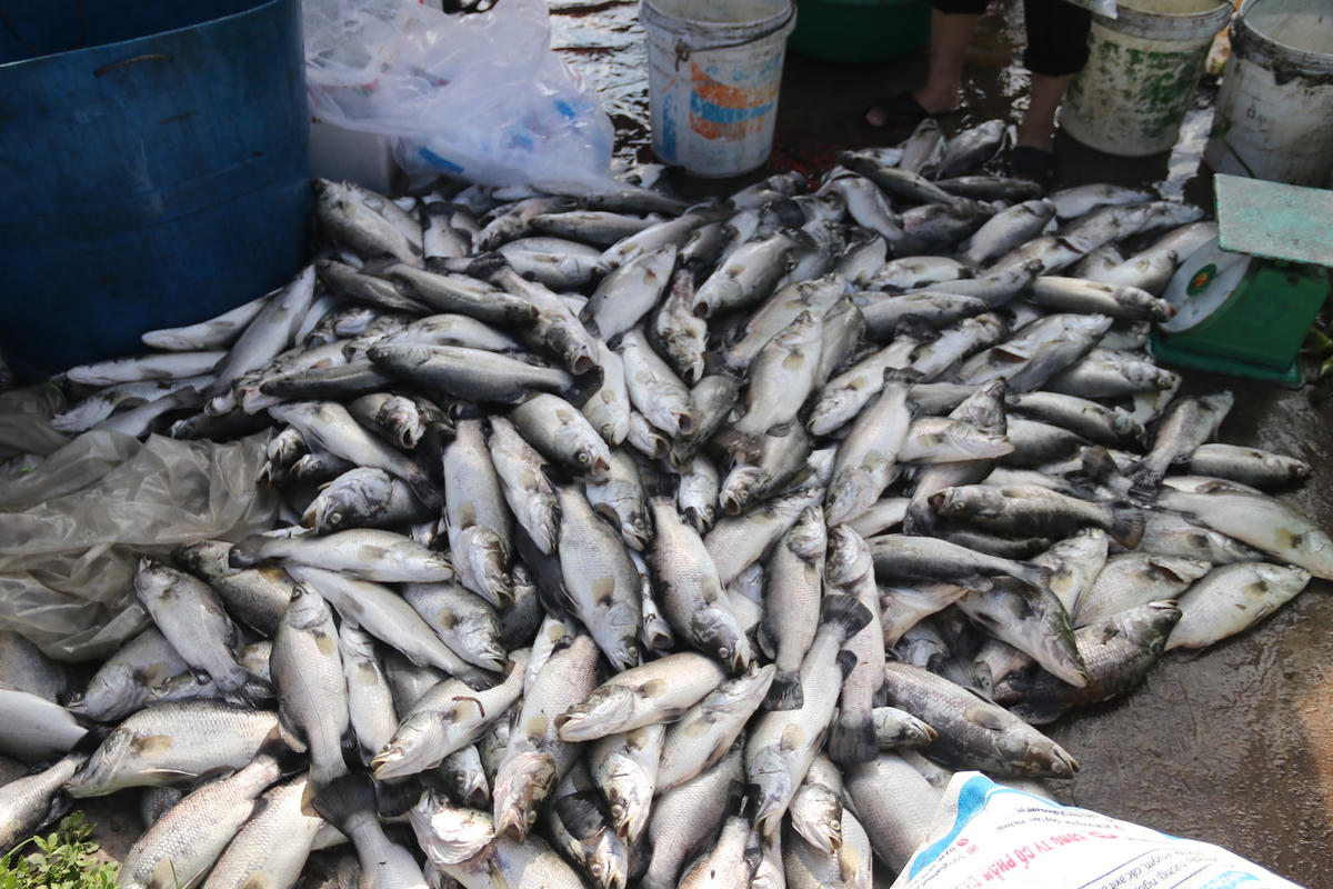 Cá chết chủ yếu là cá chẽm (cá vược).