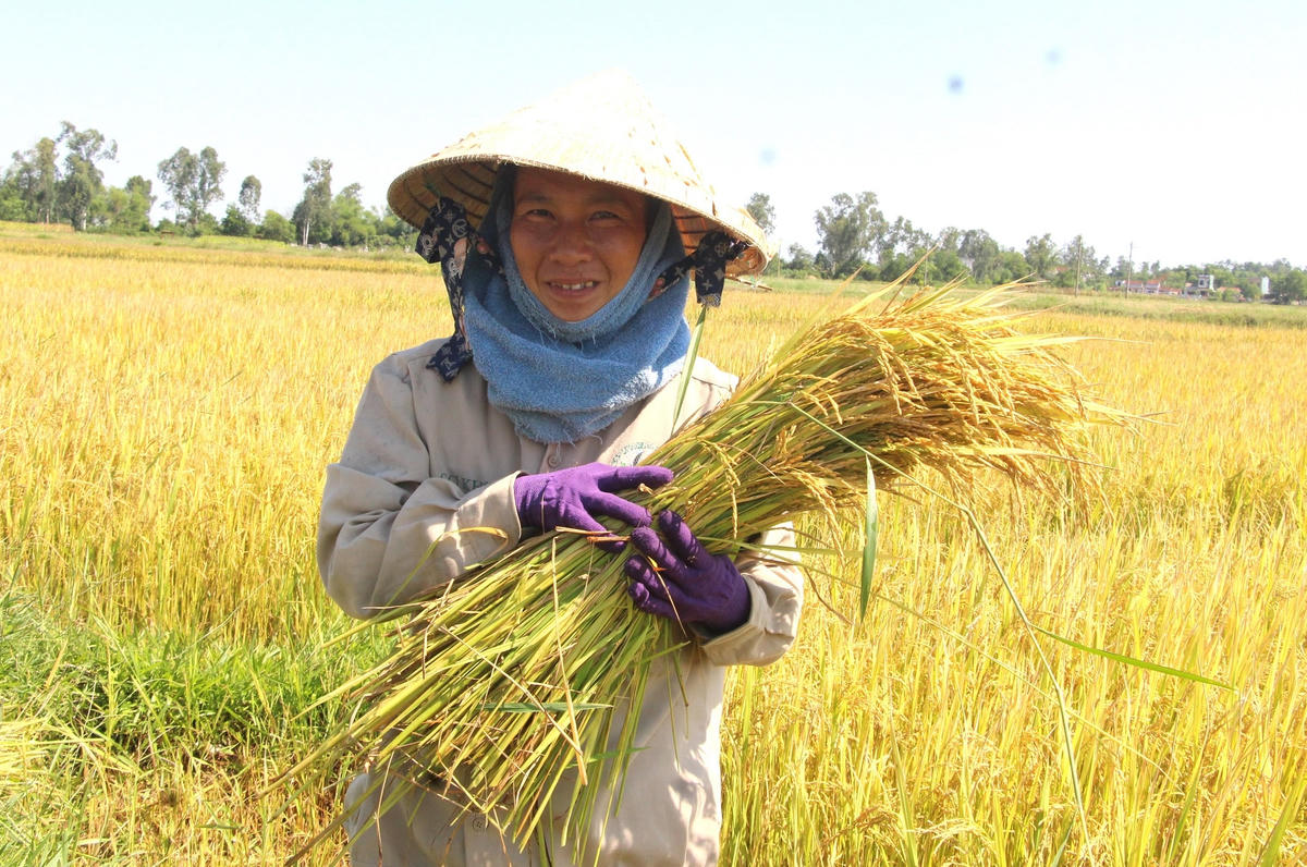 Người dân đang gặt lúa giữa trời nắng nóng.