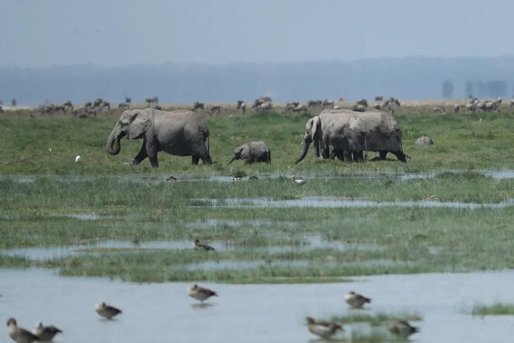Những chú voi dạo chơi ở công viên quốc gia Amboseli, Kenya. Ảnh: Xinhua / REX / Shutterstock.