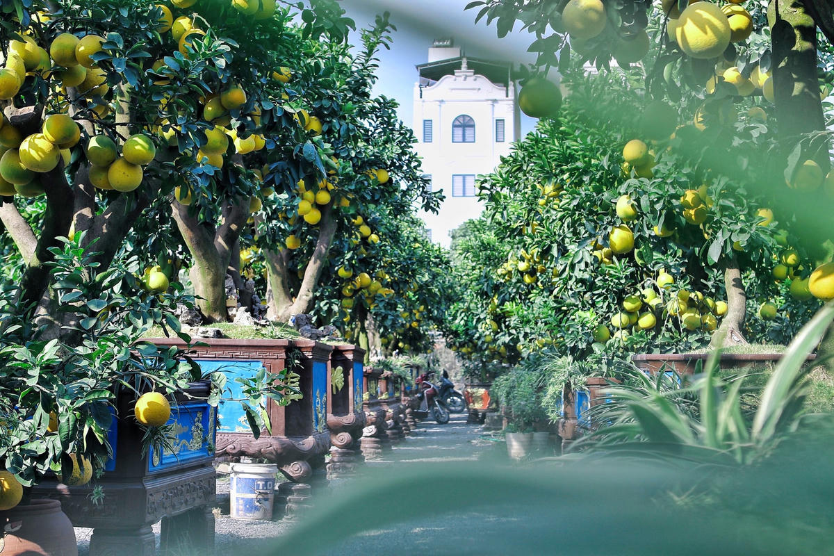 Dù còn 1 tháng nữa là đến Tết Nguyên đán 2023, nhưng anh Chính và nhiều chủ vườn bưởi cảnh khác tại huyện Văn Giang, tỉnh Hưng Yên đã tất bật chuẩn bị những cây bưởi đẹp nhất để chào mời khách mua. 