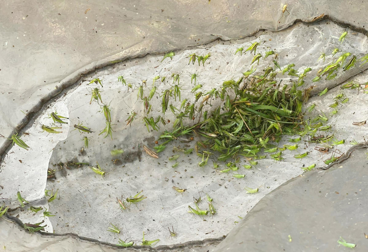 Việc bắt cào cào không những tạo việc làm, tăng thu nhập cho người dân mà còn góp phần làm giảm thiệt hại năng suất lúa, hoa màu do cào cào gây ra.