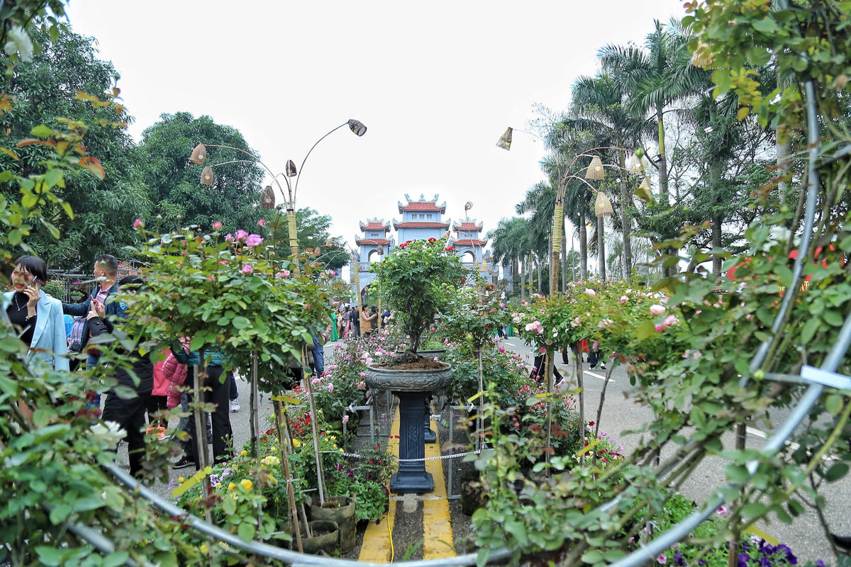 Hoa hồng được lựa chọn là loài hoa chủ đạo cho Lễ hội hoa Mê Linh lần này.