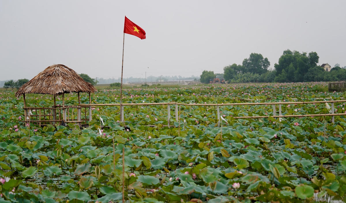Ngoài thu hoạch đài sen, người dân nơi đây cũng tạo thêm dịch vụ cầu nổi nhằm thu hút du khách chụp ảnh lưu niệm. 